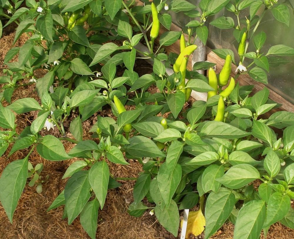 Photo of Hot Pepper (Capsicum annuum 'Super Chili') uploaded by Weedwhacker
