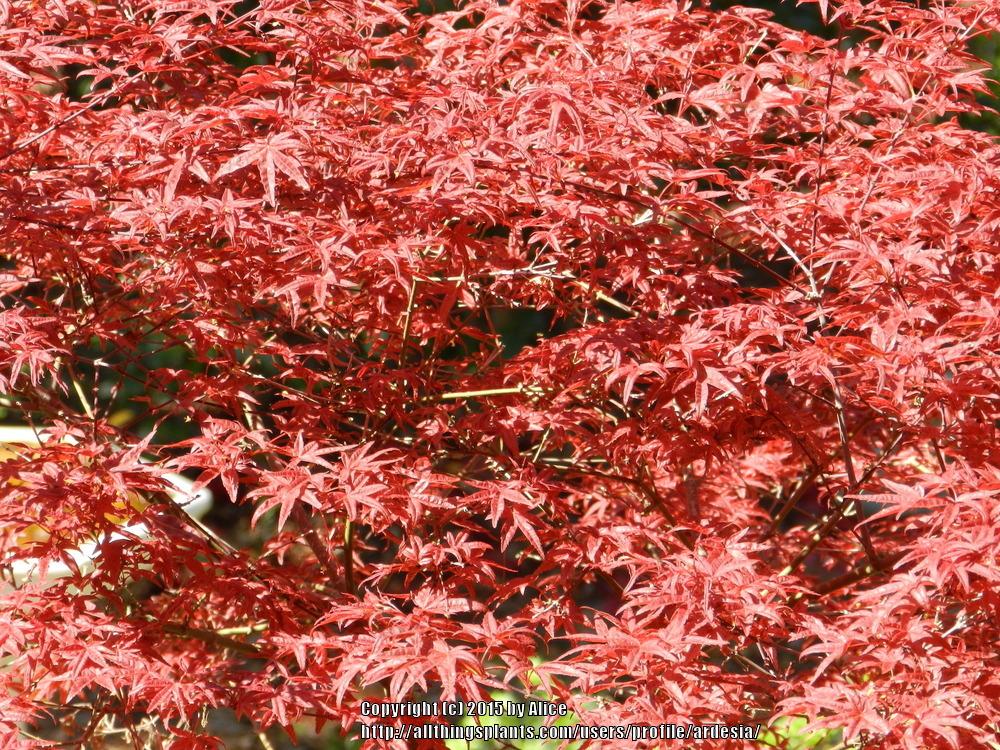 Photo of Japanese Maple (Acer palmatum 'Beni Fushigi') uploaded by ardesia