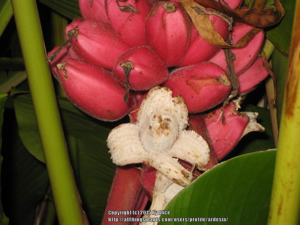 Photo of Pink Fruiting Banana (Musa velutina) uploaded by ardesia