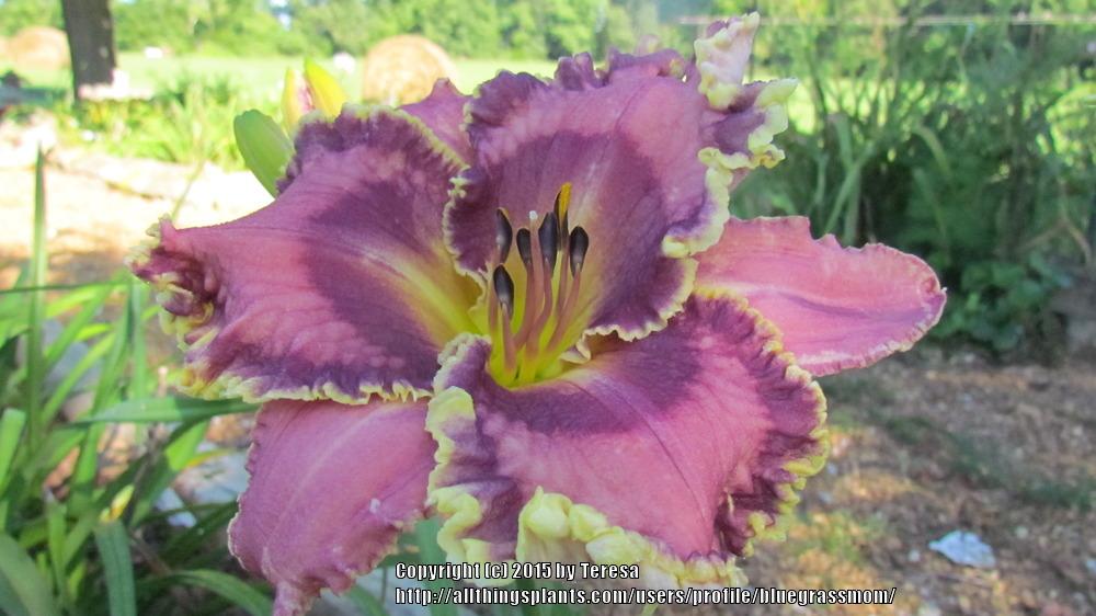 Photo of Daylily (Hemerocallis 'Purple Crowned Fairy') uploaded by bluegrassmom