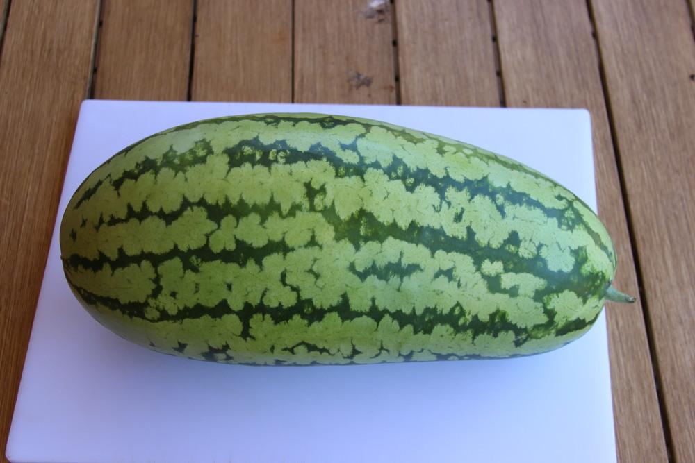 Photo of Watermelon (Citrullus lanatus 'Georgia Rattlesnake') uploaded by dave
