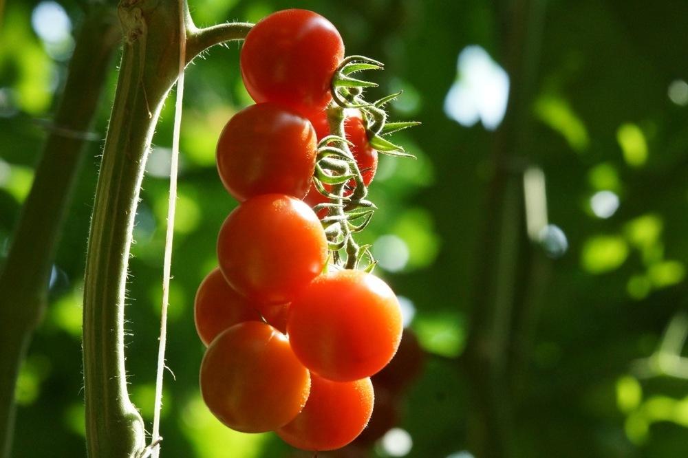 Photo of Tomatoes (Solanum lycopersicum) uploaded by robertduval14