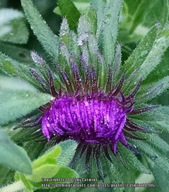 Photo of New England Aster (Symphyotrichum novae-angliae 'Purple Dome') uploaded by Catmint20906