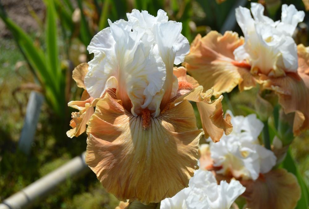 Photo of Tall Bearded Iris (Iris 'Ginger Ice') uploaded by KentPfeiffer
