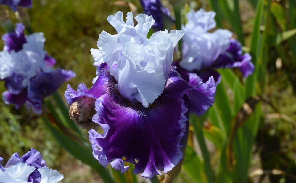 Photo of Tall Bearded Iris (Iris 'Glamorama') uploaded by KentPfeiffer