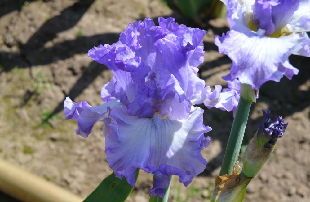 Photo of Tall Bearded Iris (Iris 'Geode') uploaded by KentPfeiffer