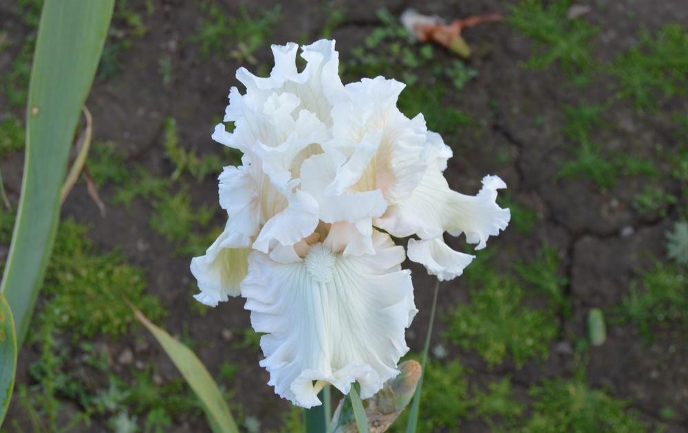 Photo of Tall Bearded Iris (Iris 'Gentle Soul') uploaded by KentPfeiffer