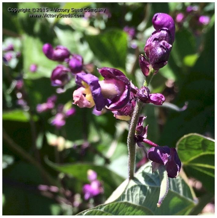 Photo of Snap Bean (Phaseolus vulgaris 'Royalty Purple Pod') uploaded by MikeD