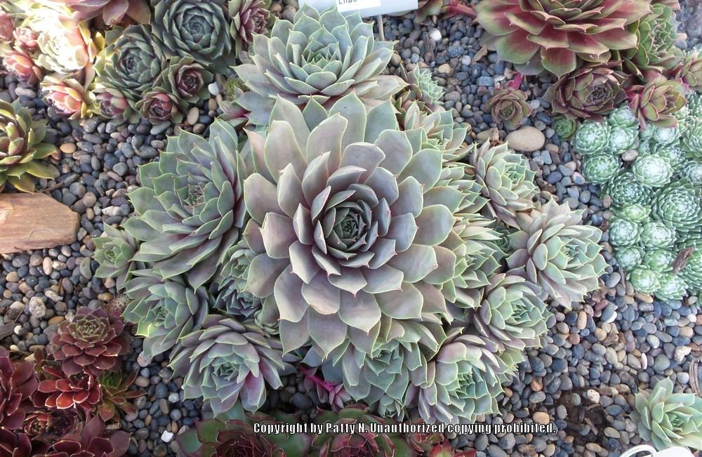 Photo of Hen and Chicks (Sempervivum 'Lilac Time') uploaded by Patty