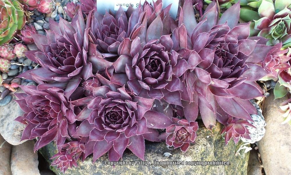 Photo of Hen and Chicks (Sempervivum 'Jungle Shadows') uploaded by Patty