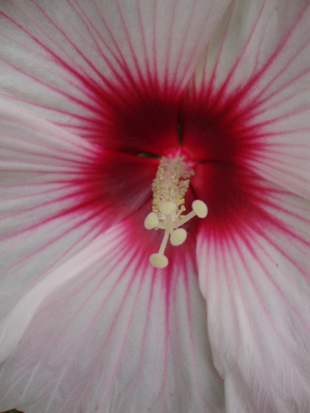 Photo of Hardy Hibiscus (Hibiscus moscheutos) uploaded by Paul2032