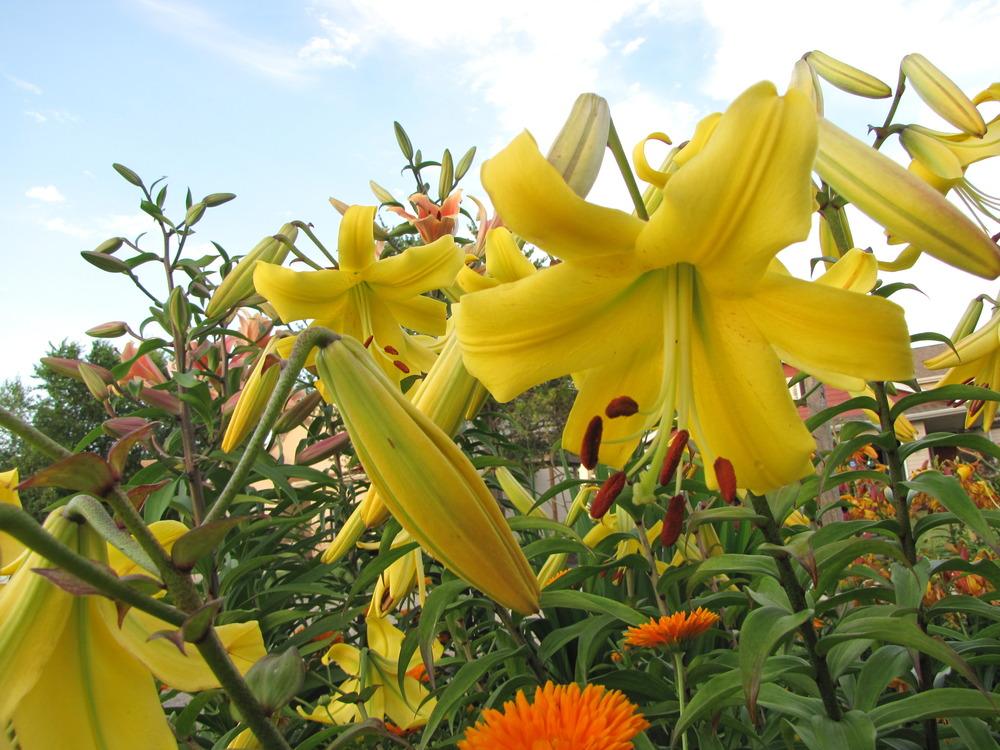 Photo of Trumpet Lily (Lilium 'Louis XIV') uploaded by Roosterlorn