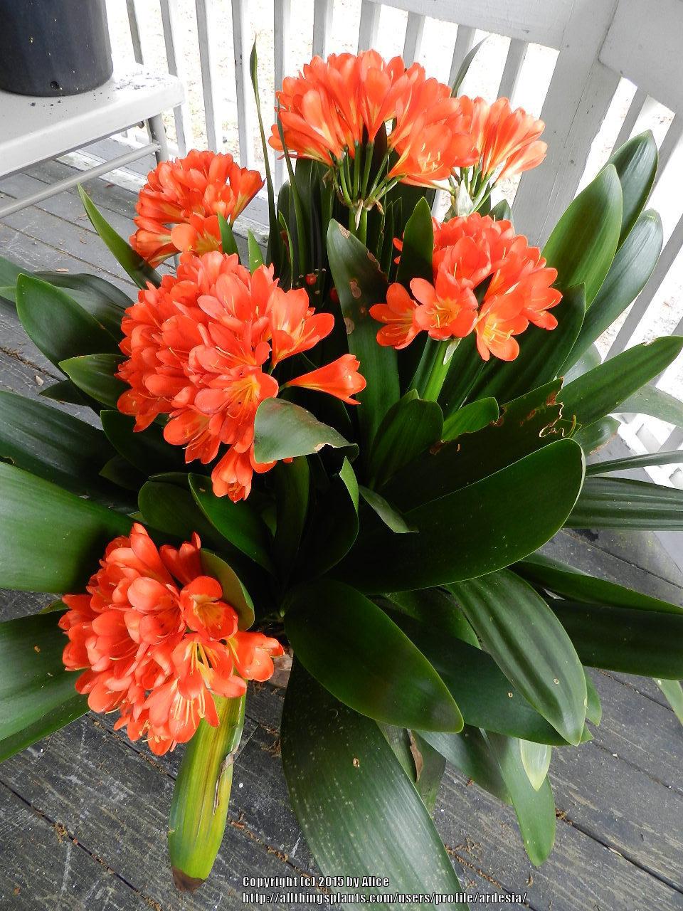 Photo of Natal Lily (Clivia miniata 'French Hybrid') uploaded by ardesia