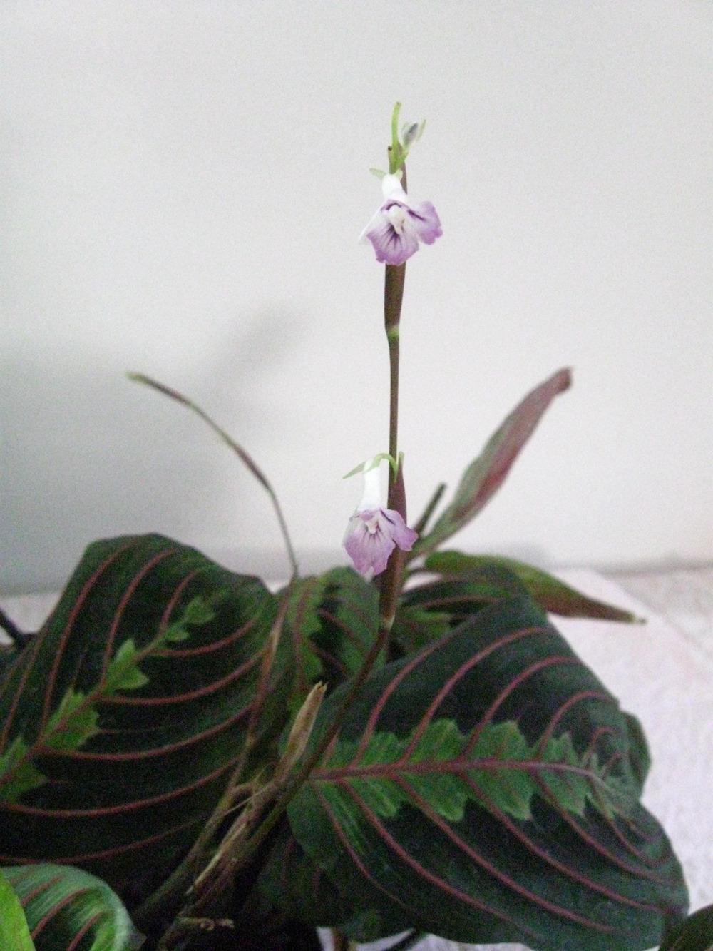 Photo of Prayer Plant (Maranta leuconeura 'Erythroneura') uploaded by phoebesviolets
