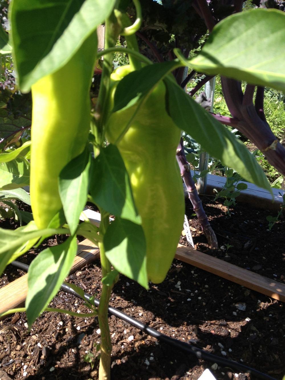 Photo of Sweet Pepper (Capsicum annuum 'Biscayne') uploaded by Anderwood