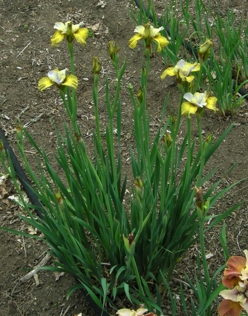 Photo of Siberian Iris (Iris 'Theme and Variation') uploaded by Calif_Sue