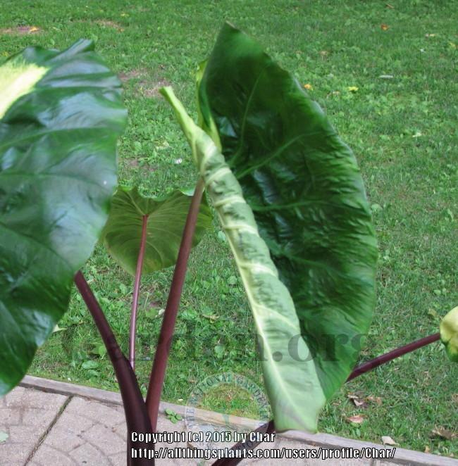 Photo of Elephant's Ear (Colocasia esculenta Royal Hawaiian® White Lava) uploaded by Char