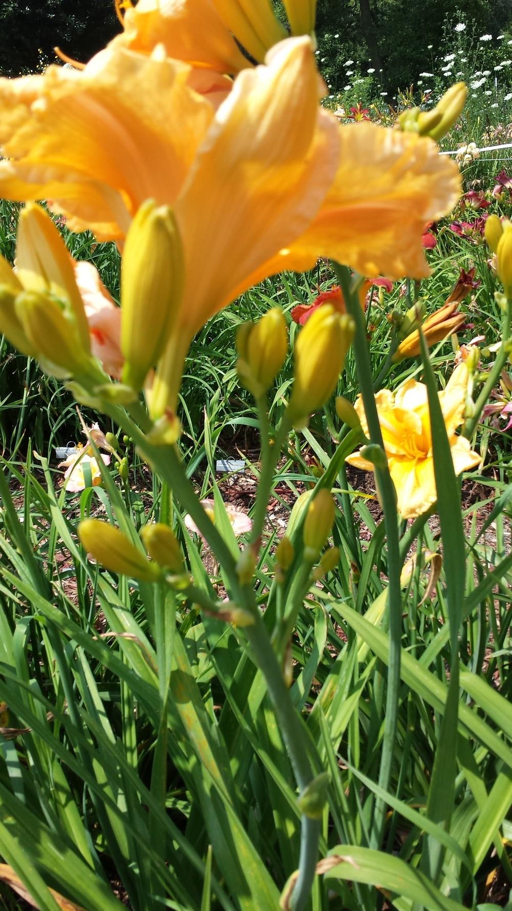 Photo of Daylily (Hemerocallis 'Orange Velvet') uploaded by DogsNDaylilies