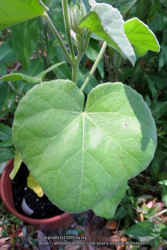 Photo of Heartleaf Hibiscus (Hibiscus martianus) uploaded by Horntoad