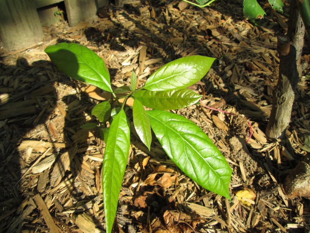 Photo of Avocado (Persea americana) uploaded by carramsey