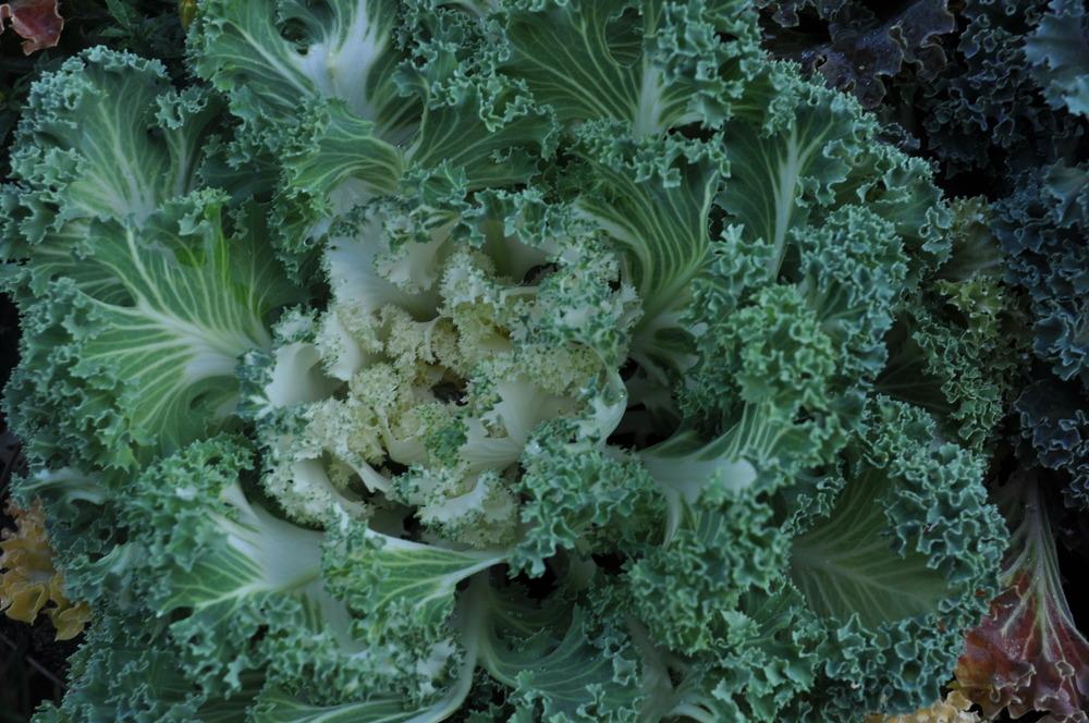 Photo of Flowering Kale (Brassica oleracea 'Kamome White') uploaded by darwellwoods