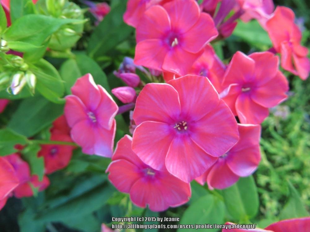 Photo of Garden Phlox (Phlox paniculata Flame™ Coral) uploaded by foraygardengirl
