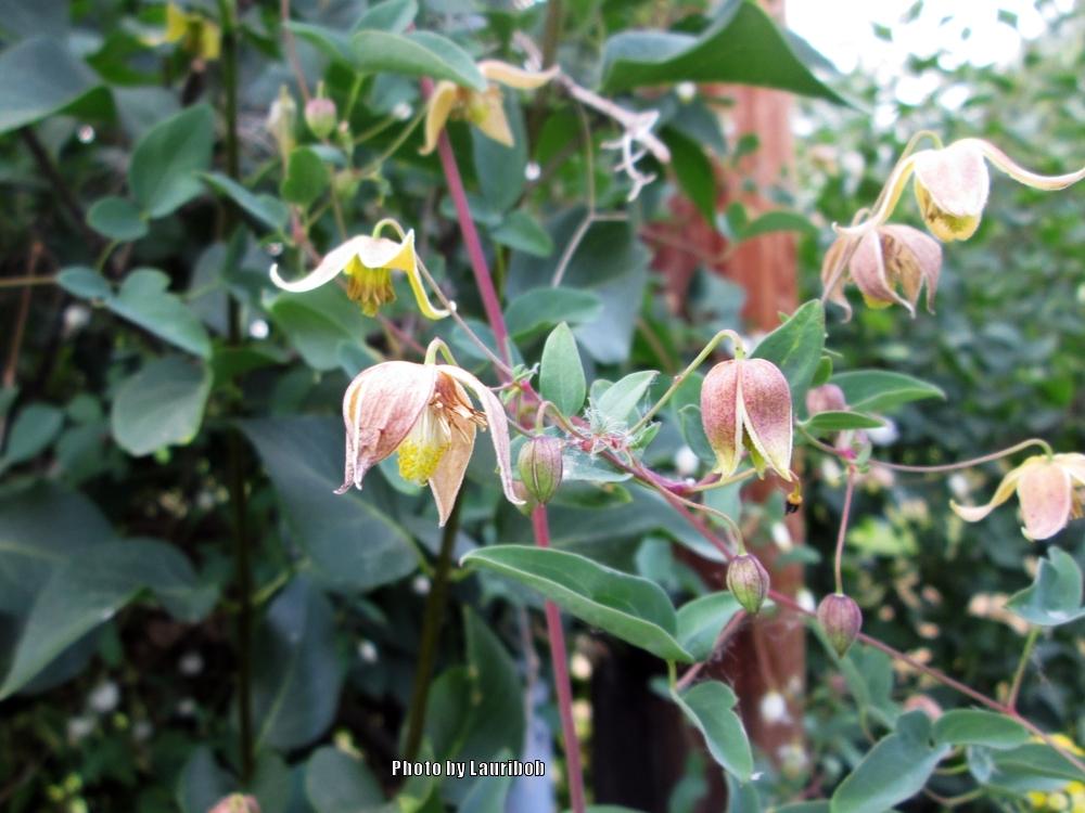 Photo of Clematis (Clematis tangutica My Angel®) uploaded by lauribob