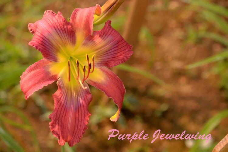 Photo of Daylily (Hemerocallis 'Purple Jewelwing') uploaded by tommy71