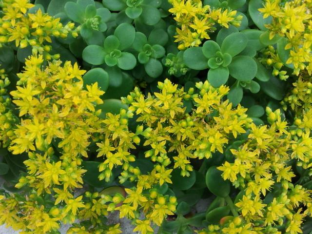 Photo of Lesser Mexican Stonecrop (Sedum confusum) uploaded by Cruddy