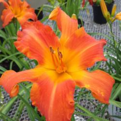 Location: SE Michigan
Date: 2015-07-25
My local nursery is selling Primal Scream now...