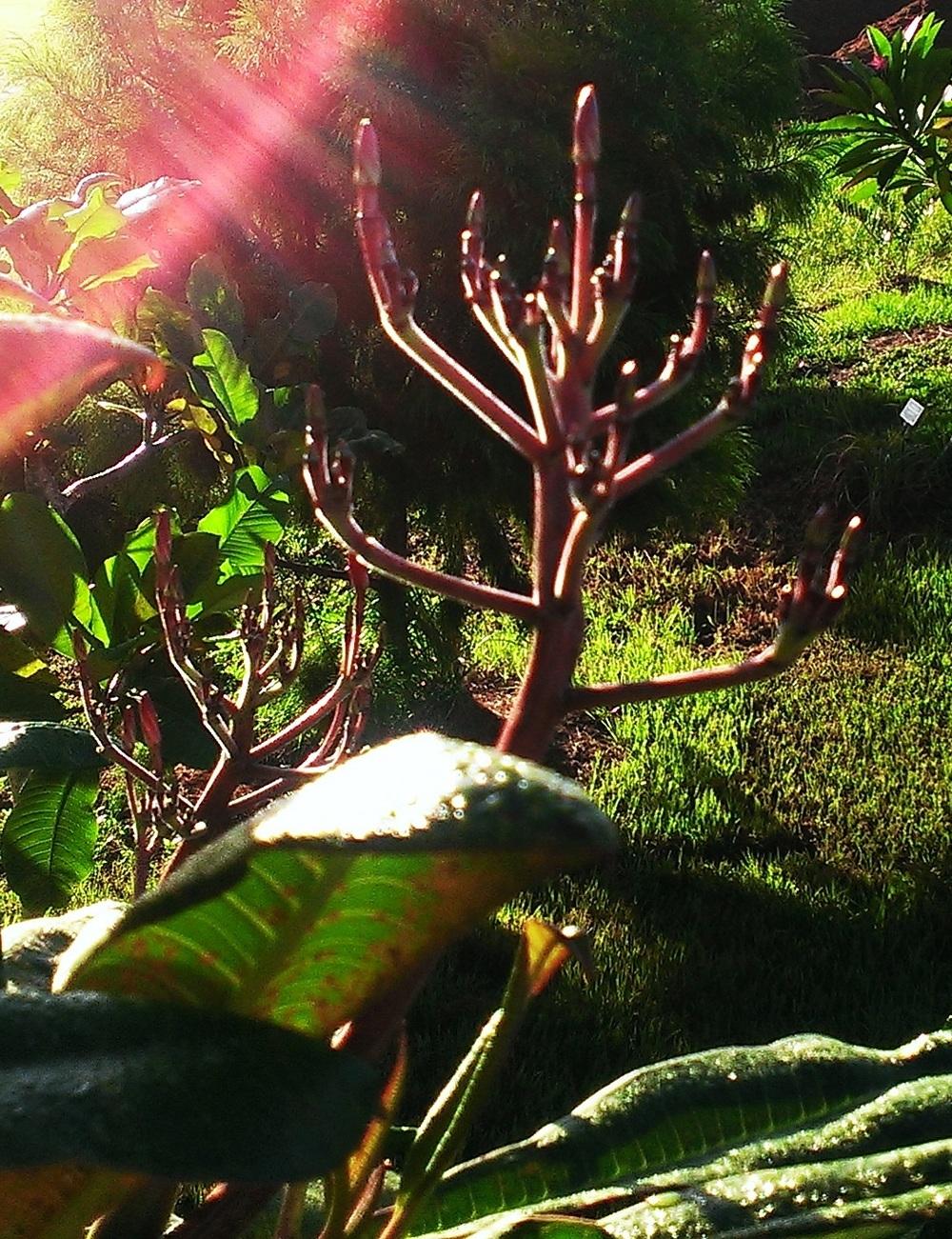 Photo of Plumeria (Plumeria rubra 'Madame Poni') uploaded by Dutchlady1