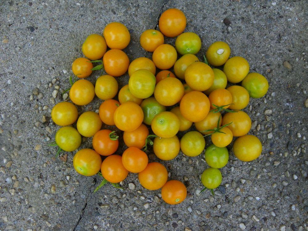 Photo of Tomato (Solanum lycopersicum 'SunSugar F1') uploaded by Newyorkrita