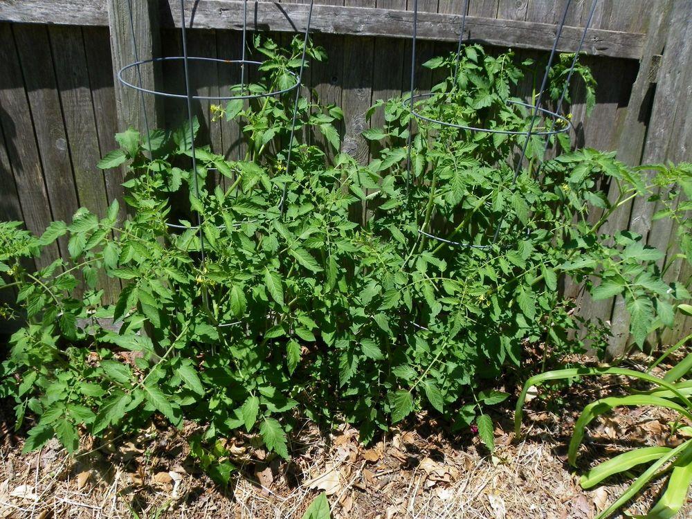 Photo of Tomato (Solanum lycopersicum 'Juliet') uploaded by Newyorkrita