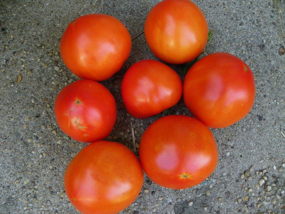 Photo of Tomato (Solanum lycopersicum 'Ball's Beefsteak') uploaded by Newyorkrita