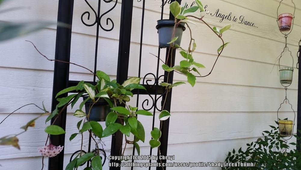 Photo of Wax Plant (Hoya carnosa) uploaded by ShadyGreenThumb