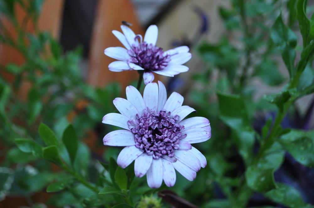 Photo of African Daisy (Osteospermum ecklonis 3D™ Berry White) uploaded by darwellwoods