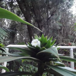 Location: Big Island of Hawaii, my back yard
Date: 2013-09-25
bloom head is about 7 ft from ground