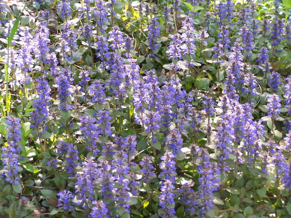 Photo of Bugleweed (Ajuga reptans 'Catlin's Giant') uploaded by petruske