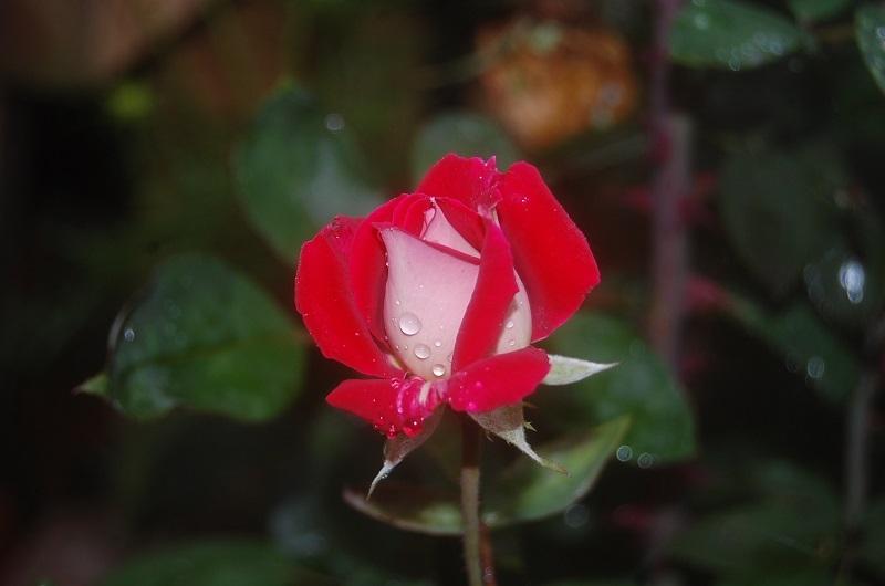 Photo of Rose (Rosa 'Love') uploaded by pixie62560