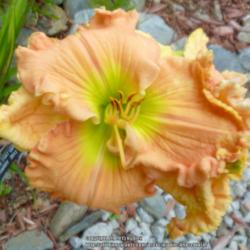 Location: My Garden- Vermont
Date: 2015-07-30
A beautiful bloom, with a neon green throat. Stunning!
