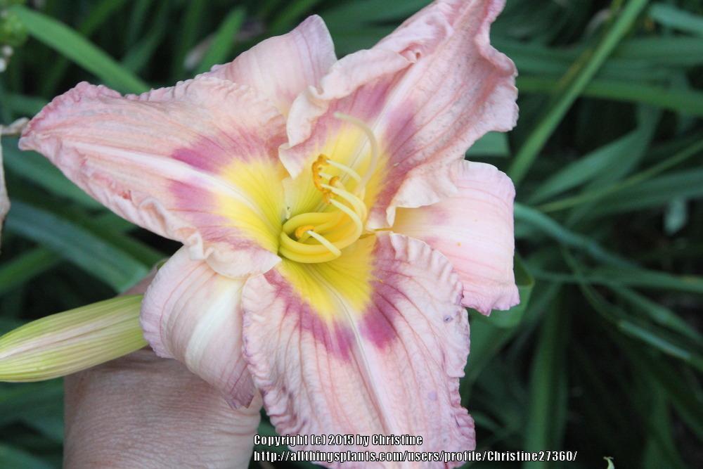 Photo of Daylily (Hemerocallis 'Lavender Horizon') uploaded by Christine27360