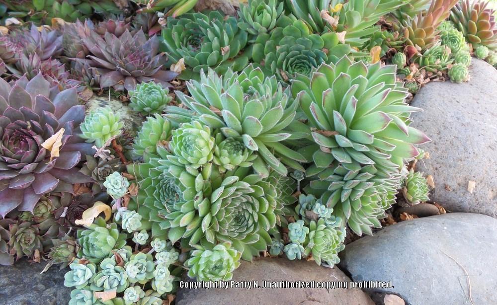 Photo of Hen and Chicks (Sempervivum 'Apollonia') uploaded by Patty