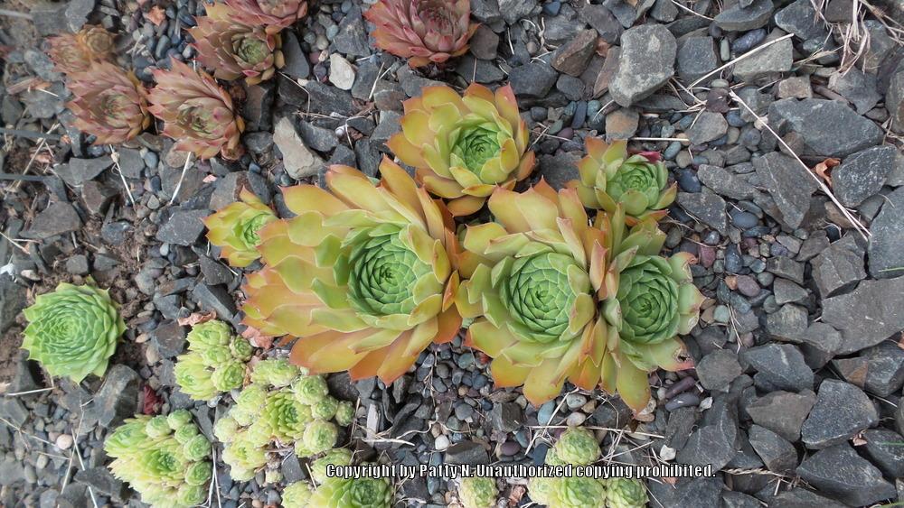 Photo of Hen and Chicks (Sempervivum 'Westerlin') uploaded by Patty