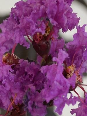 Photo of Crepe Myrtle (Lagerstroemia Black Diamond® Purely Purple™) uploaded by PlantMeGreen