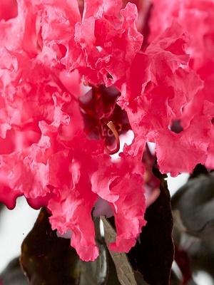 Photo of Crepe Myrtle (Lagerstroemia Black Diamond® Shell Pink™) uploaded by PlantMeGreen