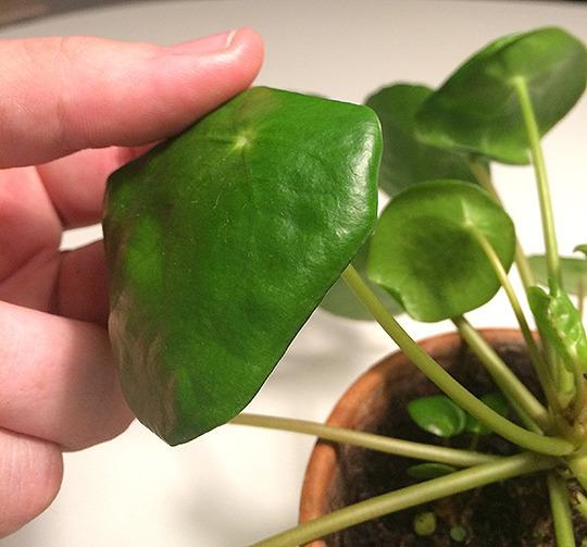Photo of Chinese Money Plant (Pilea peperomioides) uploaded by Tussemarian