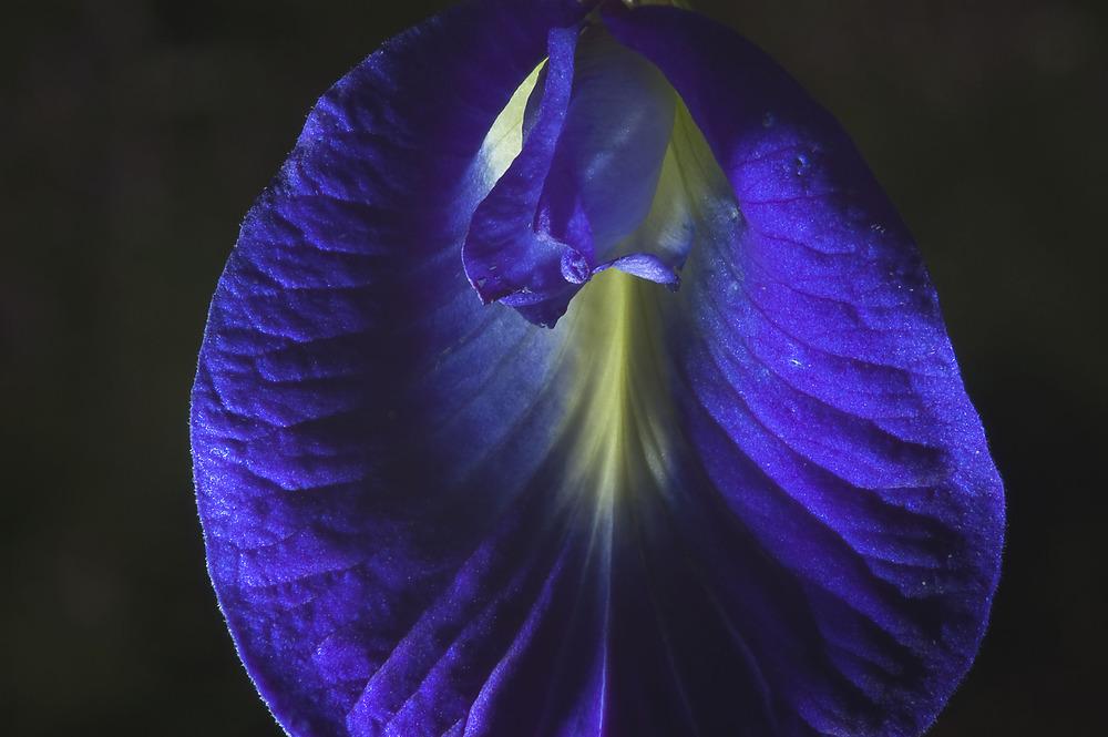 Photo of Butterfly Pea (Clitoria ternatea) uploaded by admin