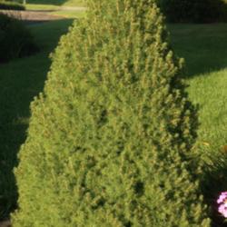 Location: 382 River Road, Pequea, PA 17565
Date: August 5, 2015
Tough, reliable evergreen shrub with few or no problems in mid-At