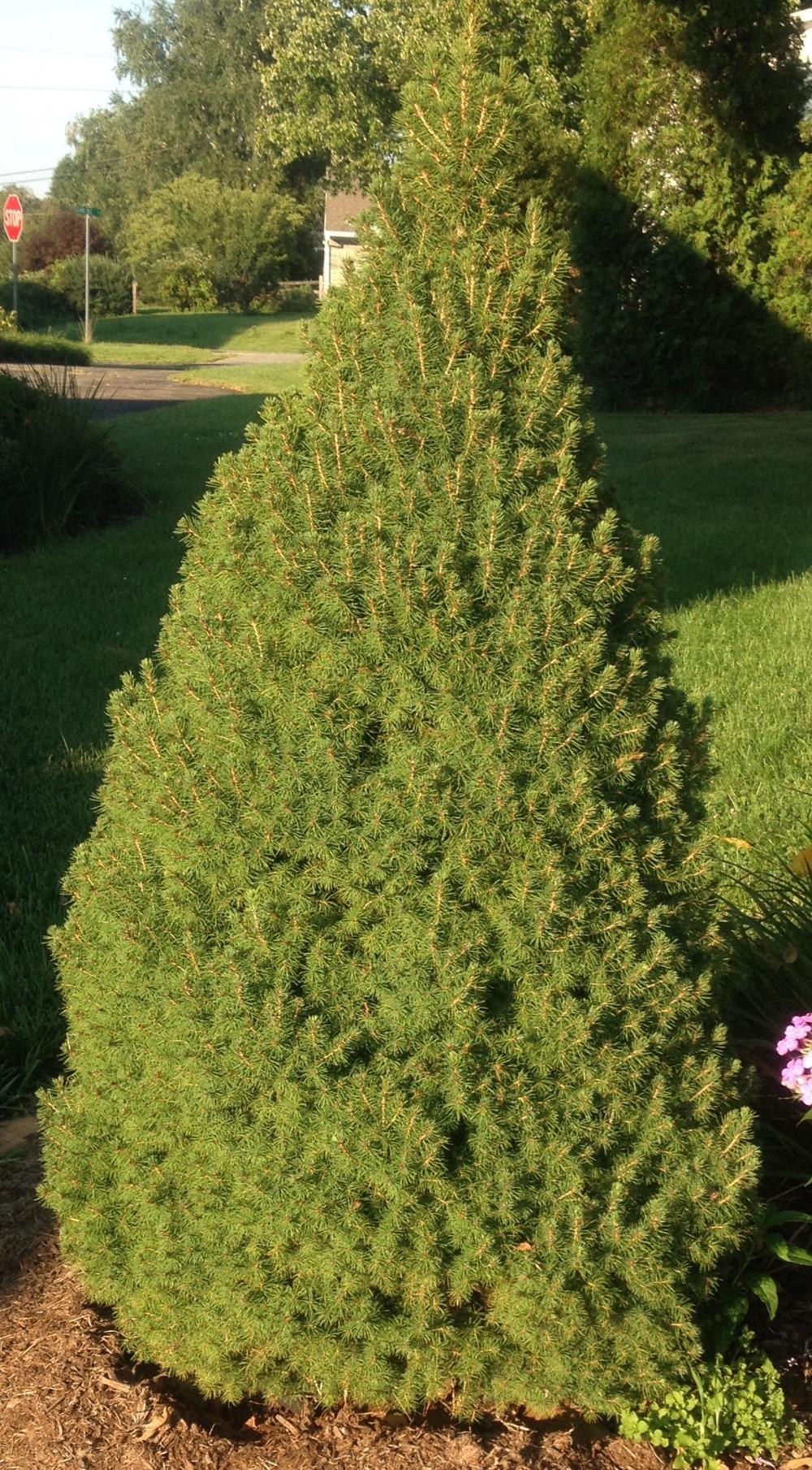 Photo of Dwarf Alberta Spruce (Picea glauca var. albertiana 'Conica') uploaded by csandt