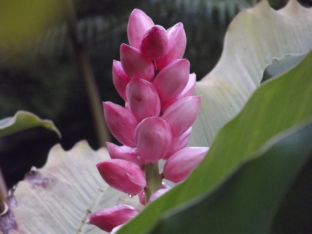 Photo of Ginger (Alpinia malaccensis 'Giant Pink Shell') uploaded by microb
